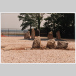 Rock landscaping (ddr-densho-377-1885)
