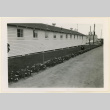 Flowers outside the Caucasian quarters (ddr-densho-37-1041)