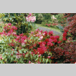 Rhododendrons on mountainside, looking downhill (ddr-densho-354-521)