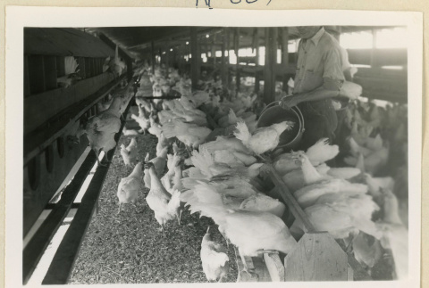 Feeding chickens (ddr-densho-37-1617)