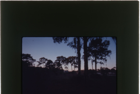 View of trees at dusk (ddr-densho-377-900)