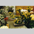 Chrysanthemum displays, Kubota Garden Foundation (ddr-densho-354-1730)