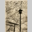 Cherry blossoms with a gate in the background (ddr-njpa-8-38)