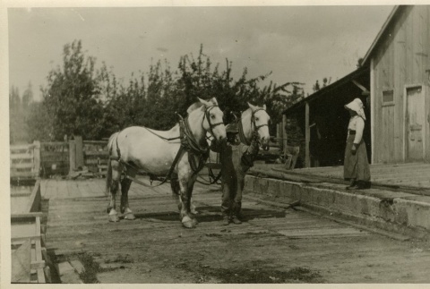 Japanese Americans visiting a farm (ddr-densho-182-107)