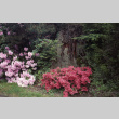 Rhododendrons in bloom near a stump (ddr-densho-354-1275)