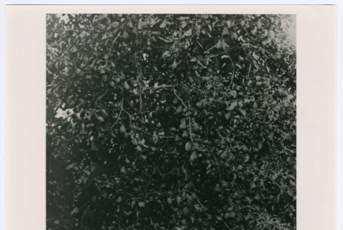 Front and back (ddr-densho-1007-32-mezzanine-9cc40e5d91)