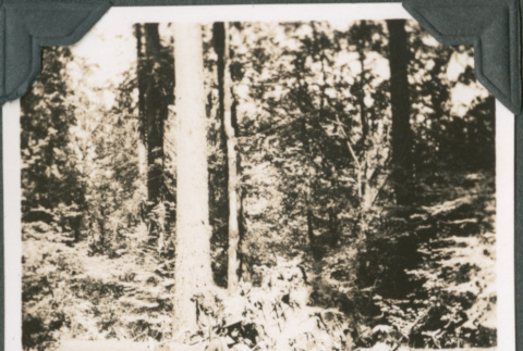 Man in uniform standing by trees (ddr-ajah-2-228)