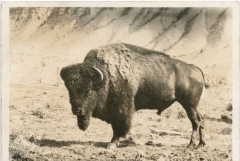 A buffalo (ddr-densho-321-57)