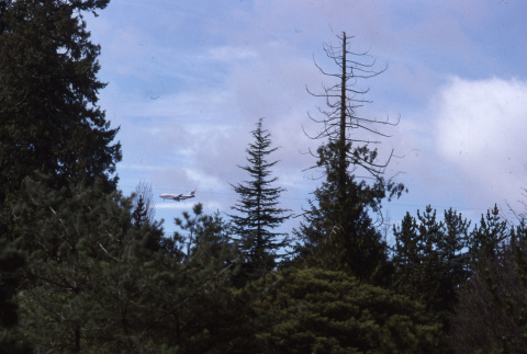 Top of cedar with United 747 flying by (ddr-densho-354-1106)