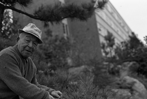 Fujitaro Kubota trimming pine at Seattle University (ddr-densho-354-2077)