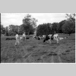 William Kochiyama and Robert H. Foote with cows (ddr-densho-1007-1359)