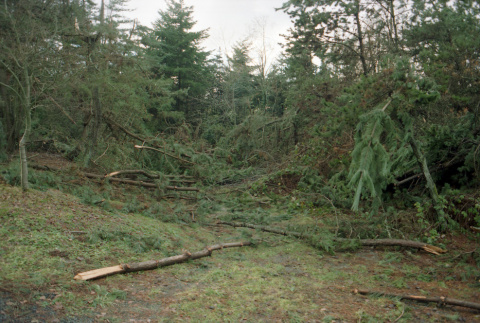 Storm damage to Tanyosho Pines (ddr-densho-354-838)
