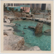 The Coney Island Aquarium penguin pen (ddr-densho-377-259)