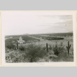 Cacti surround Camp Butte (ddr-densho-37-1278)