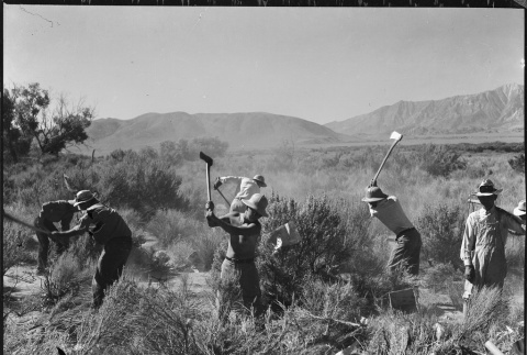Japanese Americans clearing brush (ddr-densho-151-388)