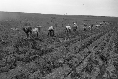 Women harvesting potatoes (ddr-fom-1-46)