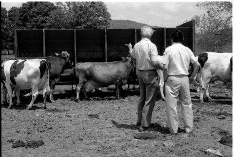 Robert H. Foote and William Kochiyama with cows (ddr-densho-1007-1241)