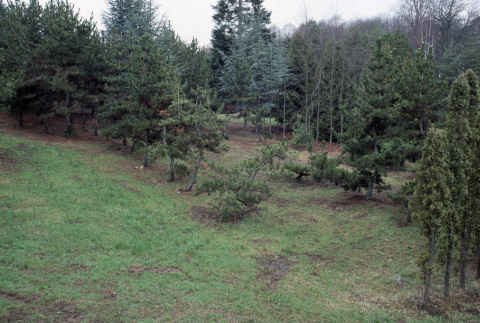 Pines, grand fir, pyramidalis, looking back to beeches (ddr-densho-354-1083)