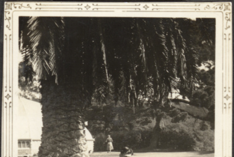 Man sitting under a tree (ddr-densho-326-527)