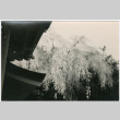 Flowering tree (ddr-densho-426-1072)