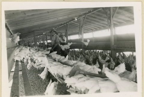 Workers at a poultry house (ddr-densho-37-1618)