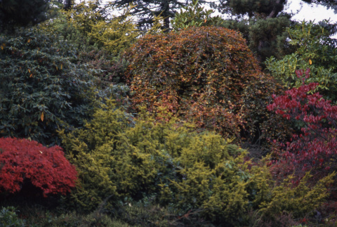 Trees and bushes in the Fall (ddr-densho-354-901)
