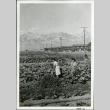 FREE PRESS reporters as posed by Bob Brown in the Victory Garden.  Block 18 and Mt. Williamson in the distance (ddr-densho-343-98)