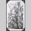 Photo of a boy in a tree (ddr-densho-483-1344)
