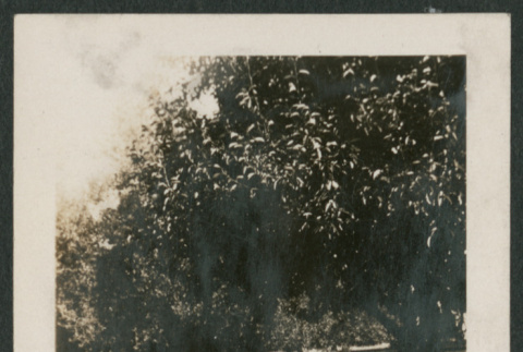 woman sitting under tree (ddr-densho-378-741)