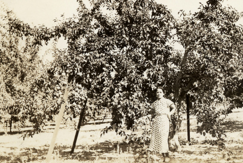 [Mrs. Taniguchi in apple orchard] (ddr-csujad-56-309)
