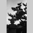 Pine and lantern, Seattle University (ddr-densho-354-2120)