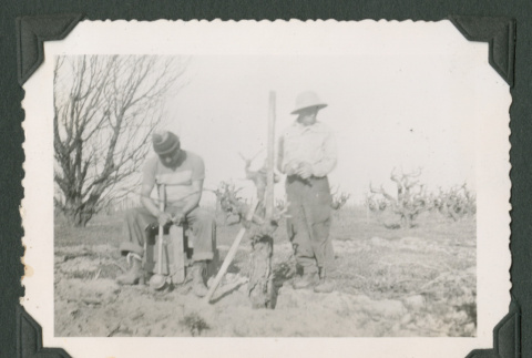 Two men using tools in a field (ddr-densho-471-190)