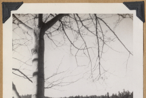 Body of water surrounded by trees (ddr-densho-542-317)