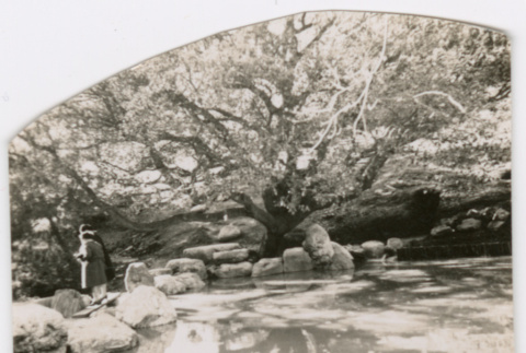 Large tree next to pond (ddr-densho-377-2255)