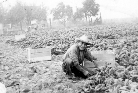 Man cutting spinach (ddr-densho-25-100)