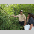 Gathering to find black bamboo Phyllostachys nigra 