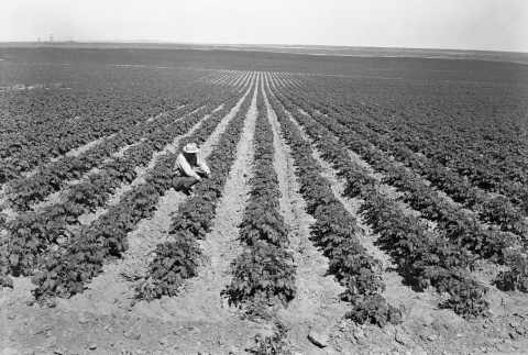 Man tending crops in a field (ddr-fom-1-14)
