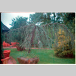 Small pine tree (ddr-densho-377-2422)