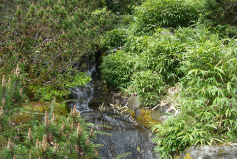 Mountainside Stream (ddr-densho-354-2812)