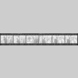 Negative film strip for Farewell to Manzanar scene stills (ddr-densho-317-192)
