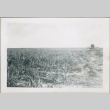 An onion field (ddr-densho-300-69)