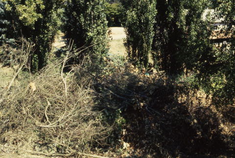 Poplars and brush pile, at site of picnic tables.  Old horse shed to right (ddr-densho-354-2003)
