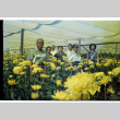 [Okines' relatives, chrysanthemum flowers] (ddr-csujad-5-48)