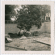 Tree planting (ddr-densho-377-2153)