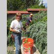 Tuesdays in the Garden, volunteers pruning (ddr-densho-354-2451)