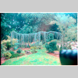 Pine branch (ddr-densho-377-2425)