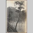 A tree on the riverfront (ddr-densho-278-136)