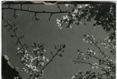 View looking up at cherry blossoms (ddr-densho-426-1060)