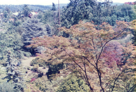 View of the Garden from the top of the Mountainside (ddr-densho-354-534)