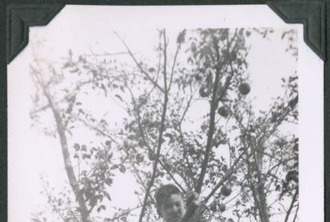Photo of a boy in a tree (ddr-densho-483-1344)
